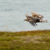 Orel morsky - Haliaeetus albicilla - White-tailed Eagle 7208